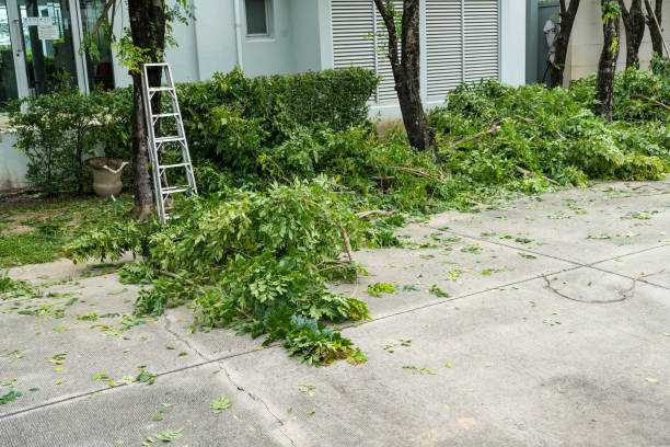 Best Storm Damage Tree Cleanup  in North Ridgeville, OH