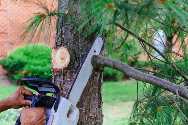 Best Tree Trimming and Pruning  in North Ridgeville, OH